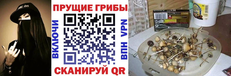 это официальный сайт  закладка  Стародуб  Псилоцибиновые грибы Magic Shrooms 